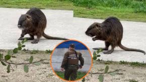 Carabineros rescata a un coipo que era atacado por perros en Melipilla